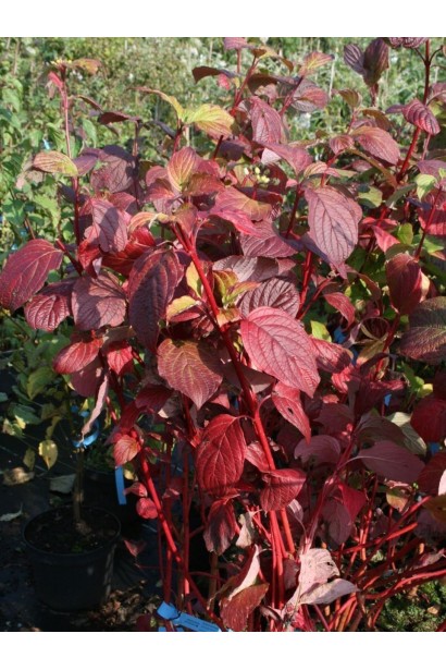 Дерен пурпурово-червоний листя восени